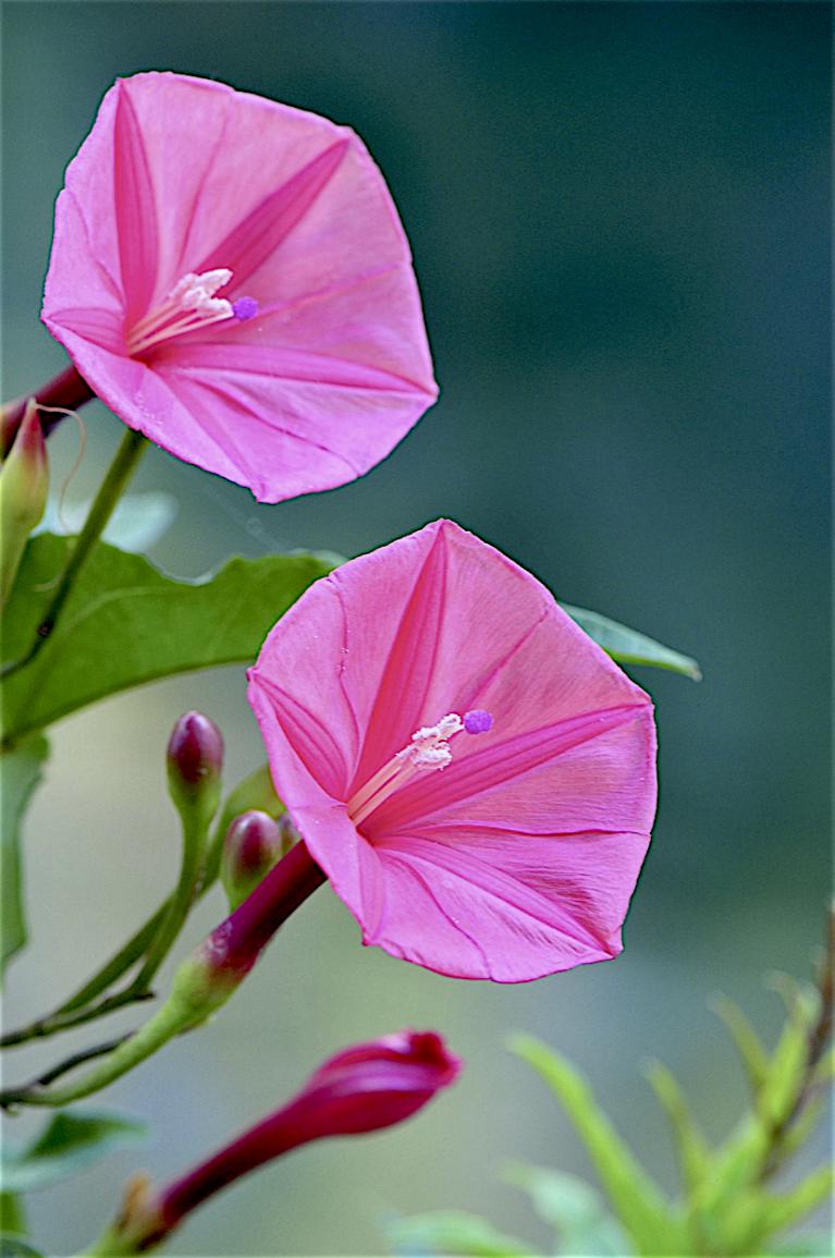 Man-in-the-Ground (Ipomoea microdactyla)