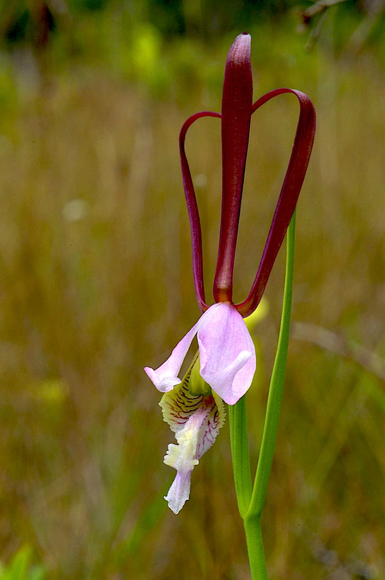 Rosebud Orchid (Cleistesiopsis divaricata)