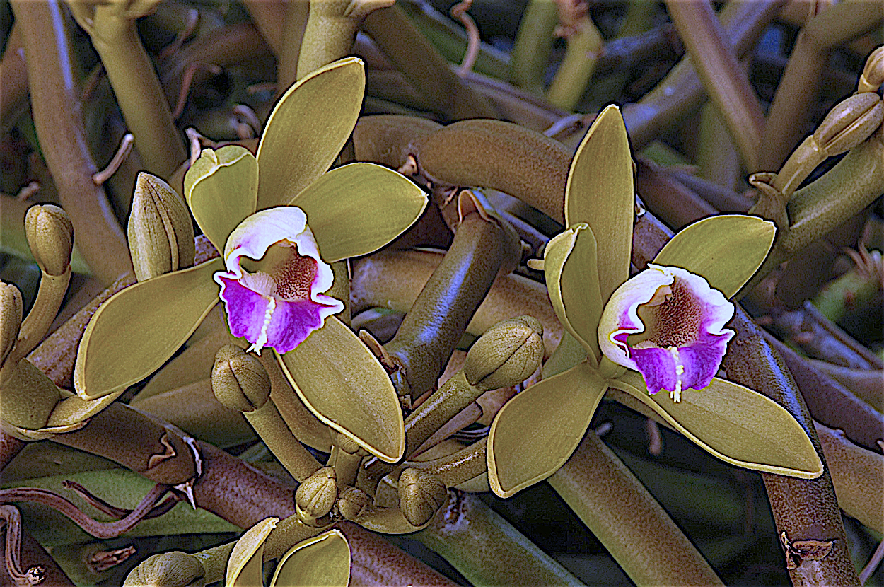 Wormvine Orchid (Vanilla barbellata)