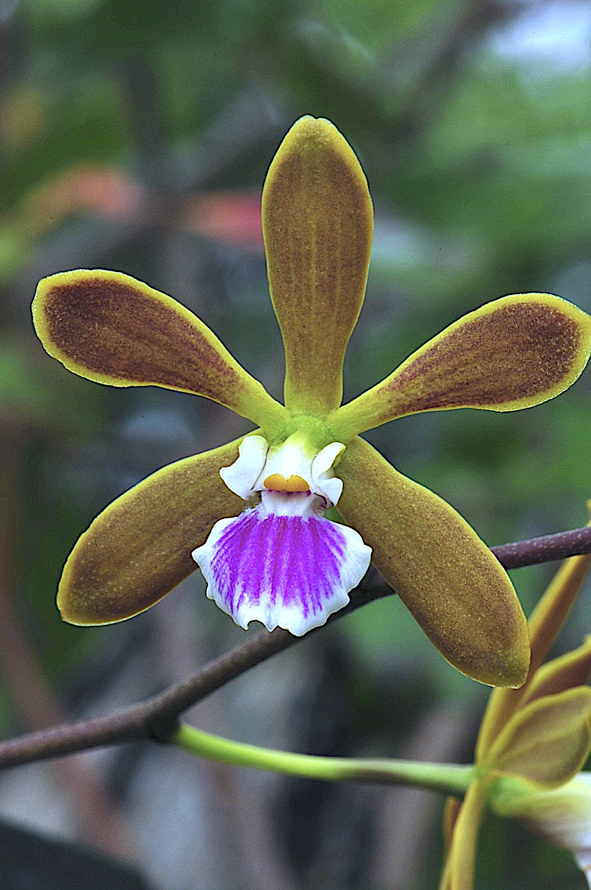 Butterfly Orchid (Encyclia tampensis)