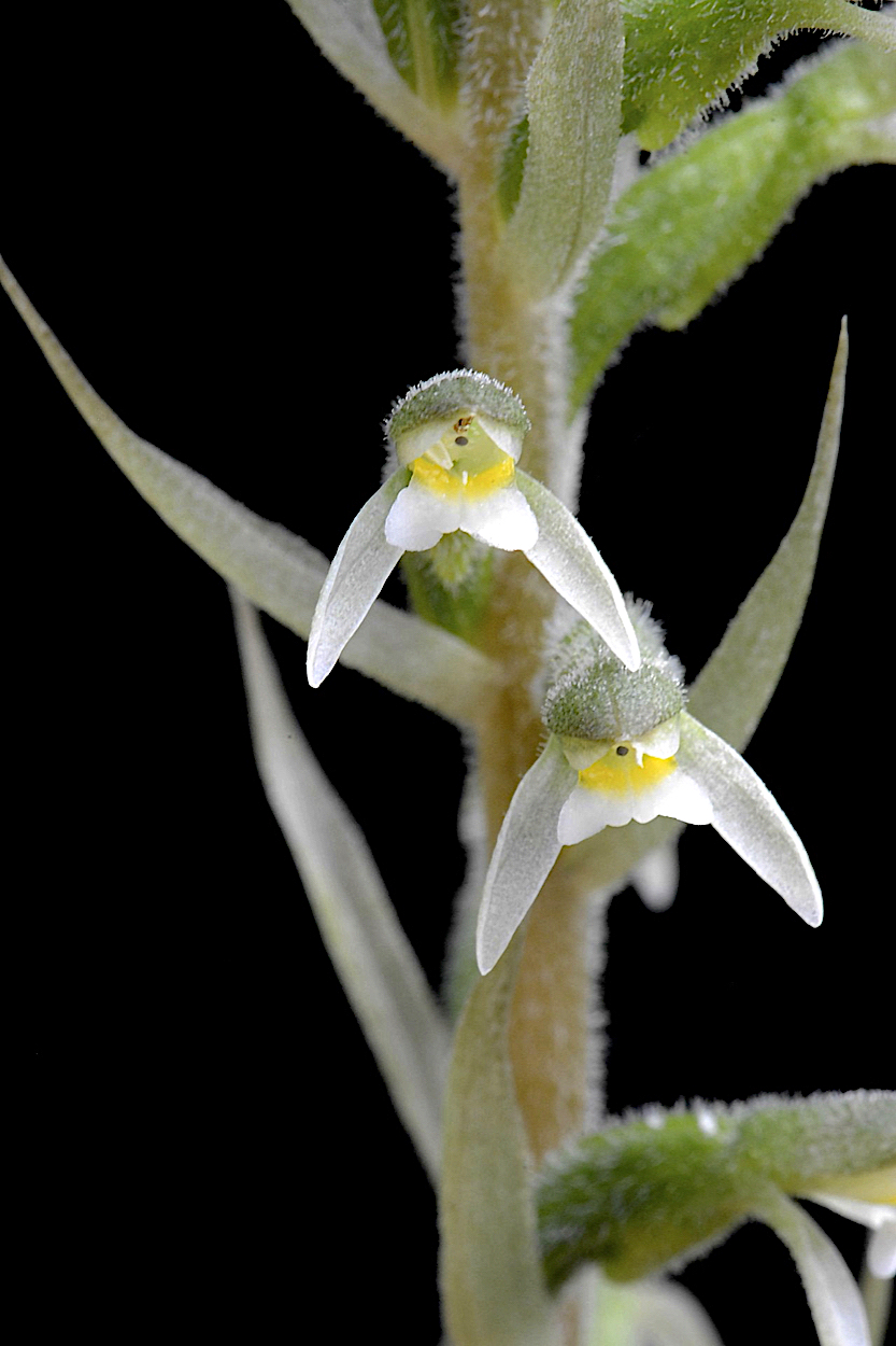 Hatchet Orchid (Pelexia adnata)
